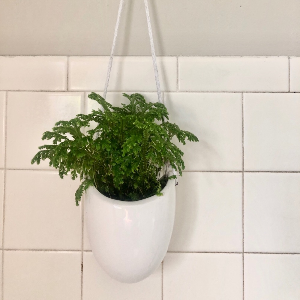 🌿White Against-Wall Hanging Planter